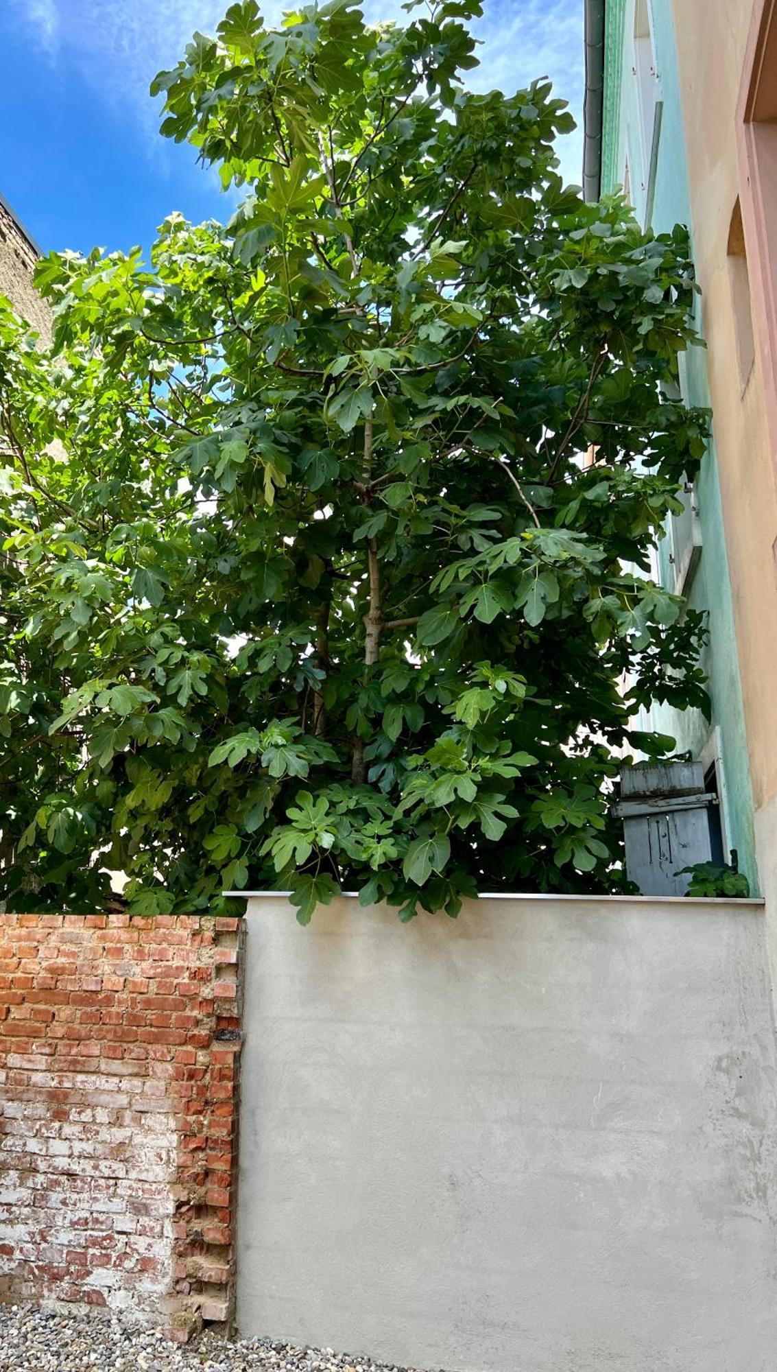 Rs-0 - Appartement F2 Au Rdc A Mulhouse Pour 1-3 Pers Exteriör bild